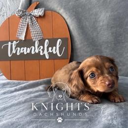 Fancy 4,000 - Dapple female Dachshund puppy in Brandon, Florida from Knights Dachshunds