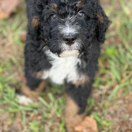 American Eskimo Dog and Bernedoodle Puppies from Shadow Kennels