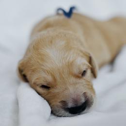 Hudson - Dark Blue Collar - Golden male Golden Retriever puppy in Stockton, California from Golden Weenie Club