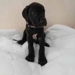 Orion - Black male Great Dane puppy in Marshall, Michigan from Dream K9