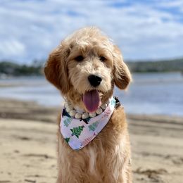 Cleo - Goldendoodle