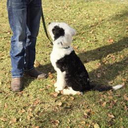 Sheepadoodle All Grown Up from My Sheepadoodle