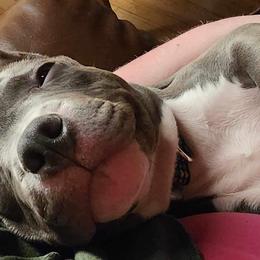 American Bully Puppies from Night Court Bullies