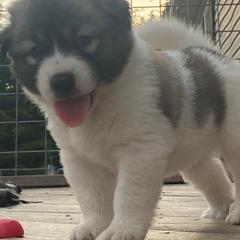 Anatolian Pyrenees and Goldendoodle Puppies from Up Shinn Creek