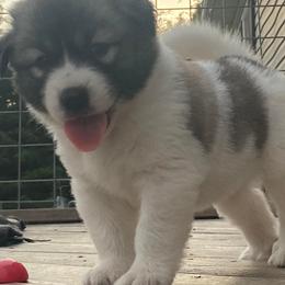 Anatolian Pyrenees and Goldendoodle Puppies from Up Shinn Creek