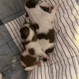 Shih Tzu Puppies from Wood Foo Breeders