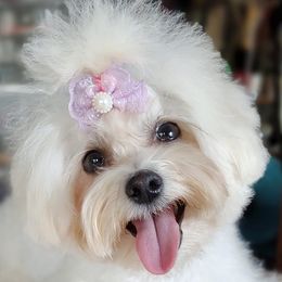 Baby Girl - Maltipoo