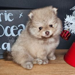 Pepper's De Selby - Selby - Chocolate sable male Pomeranian puppy in Plant City, Florida from Pepper's Pomeranians