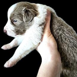 Storm - Lilac male Border Collie puppy in Cedar Springs, Michigan from Lyncroft Border Collies