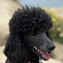 Georgie - Poodle