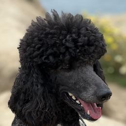 Georgie - Poodle