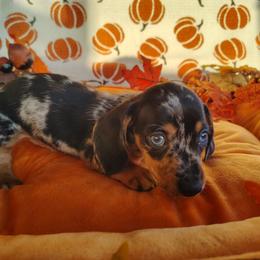Frankenstein - Black and tan male Dachshund puppy in Hudson, Michigan from Mittentail Kennel Miniature Dachshunds & Australian Shepherds