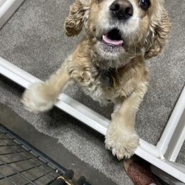 Hannah - Cockapoo