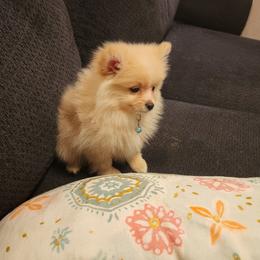 Blue - Cream male Pomeranian puppy in Fort Worth, Texas from Ramos' Pommies