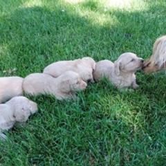 Dachshunds from Family Farm Raised Cream Miniature Dashounds