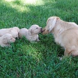 Dachshunds from Family Farm Raised Cream Miniature Dashounds