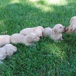 Dachshunds from Family Farm Raised Cream Miniature Dashounds