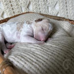 Parti apricot and white girl - Parti female Poodle puppy in Anna, Texas from Sweet Country Standards