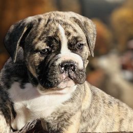 Boy 2 - Brindle Bulldog puppy in Washington from Sun City Campeiro Bulldogs