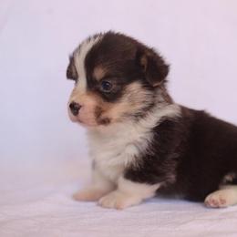Pembroke Welsh Corgi Puppies from Edgewood Farm