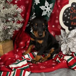 Izan - Black and rust male Doberman Pinscher puppy in Aredale, Iowa from Royal Dynasty Dobermann Kennel
