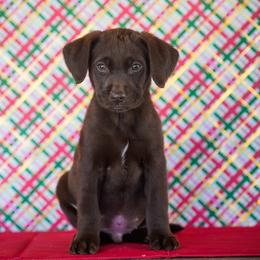 Orange Collar - Chocolate male Labrador Retriever puppy in Ridgecrest, California from Black Mountain Service Dogs