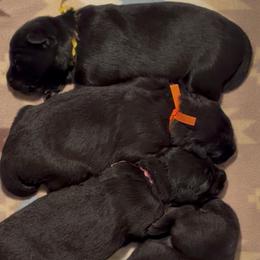 Girl 5 - Black female German Shepherd puppy in Valley Springs, South Dakota from Von Pasch German Shepherds