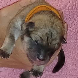 Orange Collar - Fawn female Eurasier puppy in Lakewood, Ohio from Exquisite Eurasier