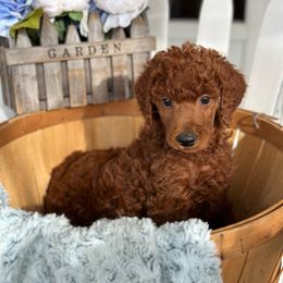 Snickers - Red  Poodle puppy in Dayton, Texas from Wolfe Island Poodles