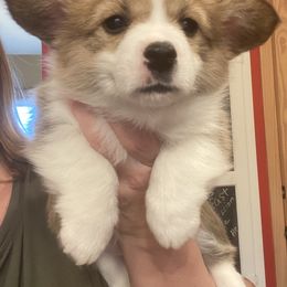 Pembroke Welsh Corgi and Poodle Puppies from Blue Diamond Kennel