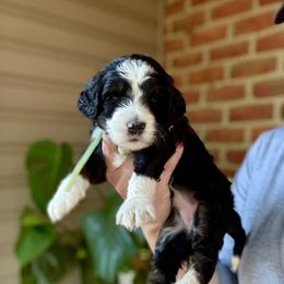 Cookie - Tri-color female Bernedoodle puppy in Denver, Pennsylvania from Greenview Puppies