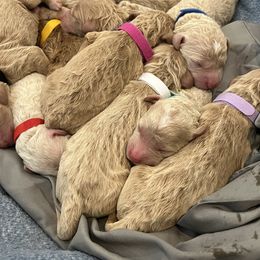 Goldendoodle Puppies from Ellie's Goldendoodles