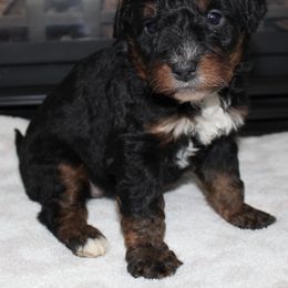 Angel - Black female Bernedoodle puppy in North Ogden, Utah from Flying S Mini Dachshunds
