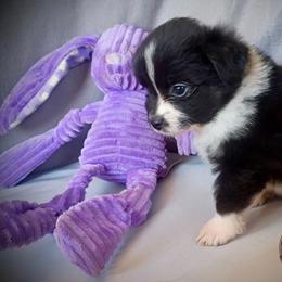 Buzz - Black tri male Toy Australian Shepherd puppy in Humansville, Missouri from Tater Tot aussies