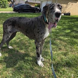 Olivia - Great Dane