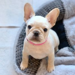 French Bulldog, Goldendoodle, and Golden Retriever Puppies from Crystal Coast Kennels, LLC