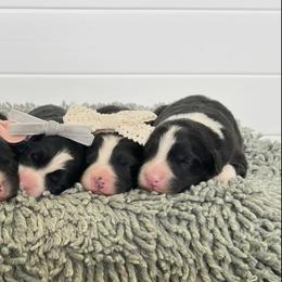 Border Collie Puppies from Kagee Border Collies