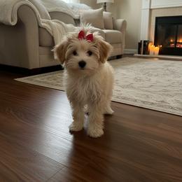 Quasima (pronounced Ka-Seema) - Gold female Morkie puppy in Fall River, Massachusetts from Exquisite Babydoll Morkies and Yorkies