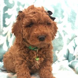 Goldendoodles from Delightful Doodles