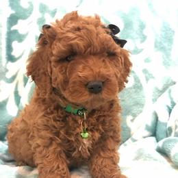 Goldendoodles from Delightful Doodles