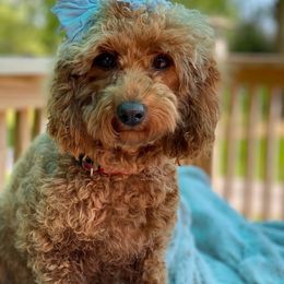 Shirley - Poodle