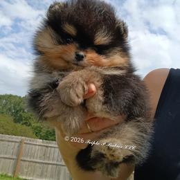 Mikey - Black and tan male Pomeranian puppy in Pembroke, Georgia from Triple P Babies/Pampered Pom Pom babies