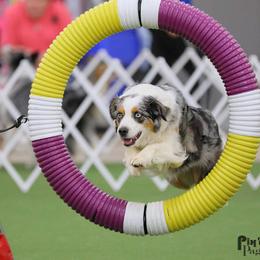 Australian Shepherds and Chihuahuas from RockyTop Hearts