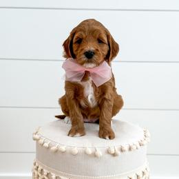 SCARY SPICE - SPICE GIRLS LITTER - Red  female Goldendoodle puppy in Bell Buckle, Tennessee from Precious Puptown Doodles