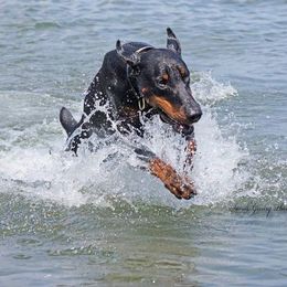 Doberman Pinscher All Grown Up from SolStorm Dobermanns