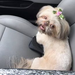 Shih Tzus from Michi Shih-Tzu