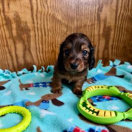 Noodle-   (Cadbury Egg) - Red male Dachshund puppy in Wolf Lake, Indiana from Canisteo Dachshunds