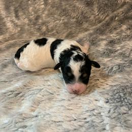 Flora - Parti female Poodle puppy in Haddam, Kansas from Golden B Acres