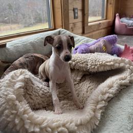 Red girl - Red female Italian Greyhound puppy in North Carolina from Celtic Sighthounds