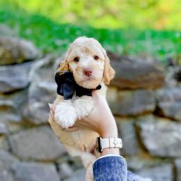 Rainier - Apricot male Goldendoodle puppy in North Carolina from Tuxedo Mountain Doodles